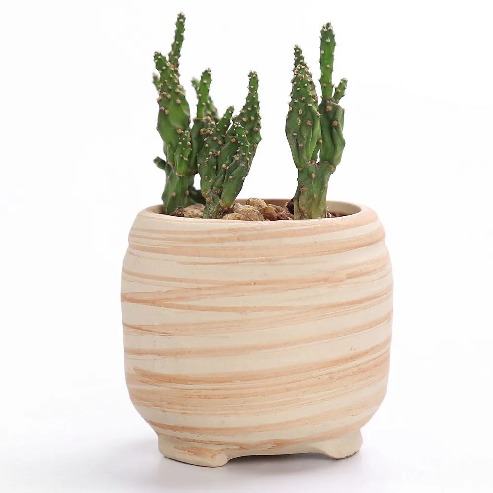 Sovrik striped succulent flower pots